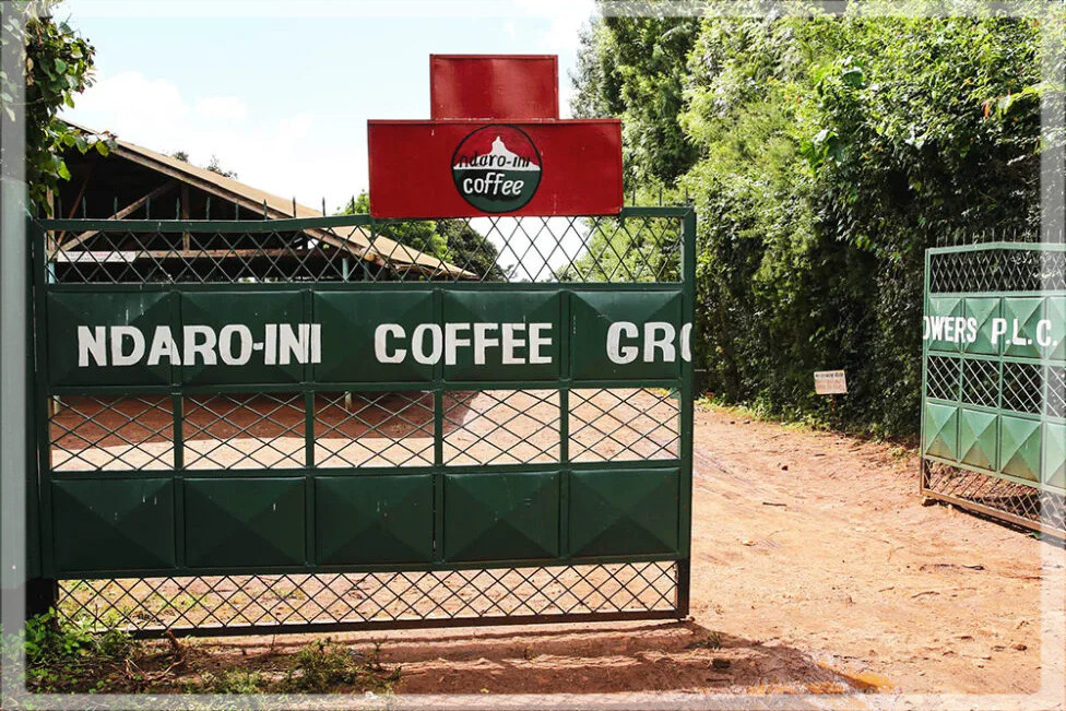 Kenia Ndaroini Peaberry Kenia Ndaroini Peaberry