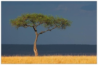 Kenia Kirinyaga Rungeto Kii