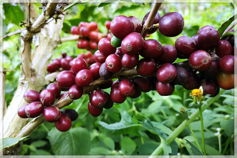 Kolumbia La Claudina espresso Kolumbia La Claudina espresso