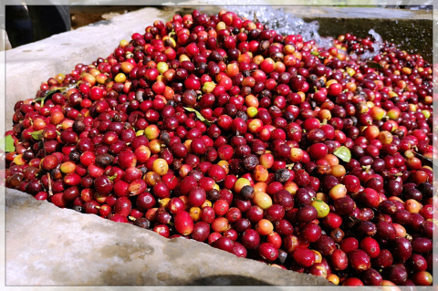 Kolumbia La Claudina espresso Kolumbia La Claudina espresso