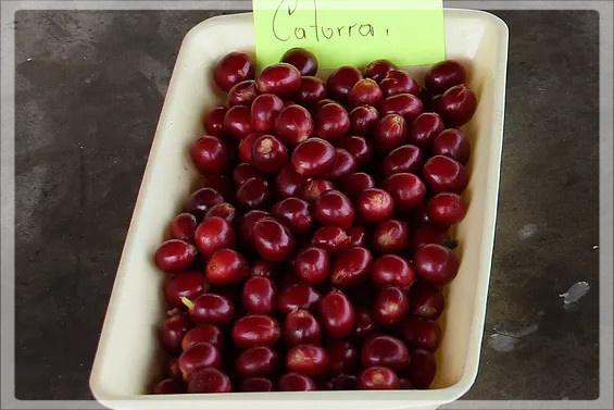 Kolumbia La Veranera Natural Anaerob Kolumbia La Veranera Natural Anaerob