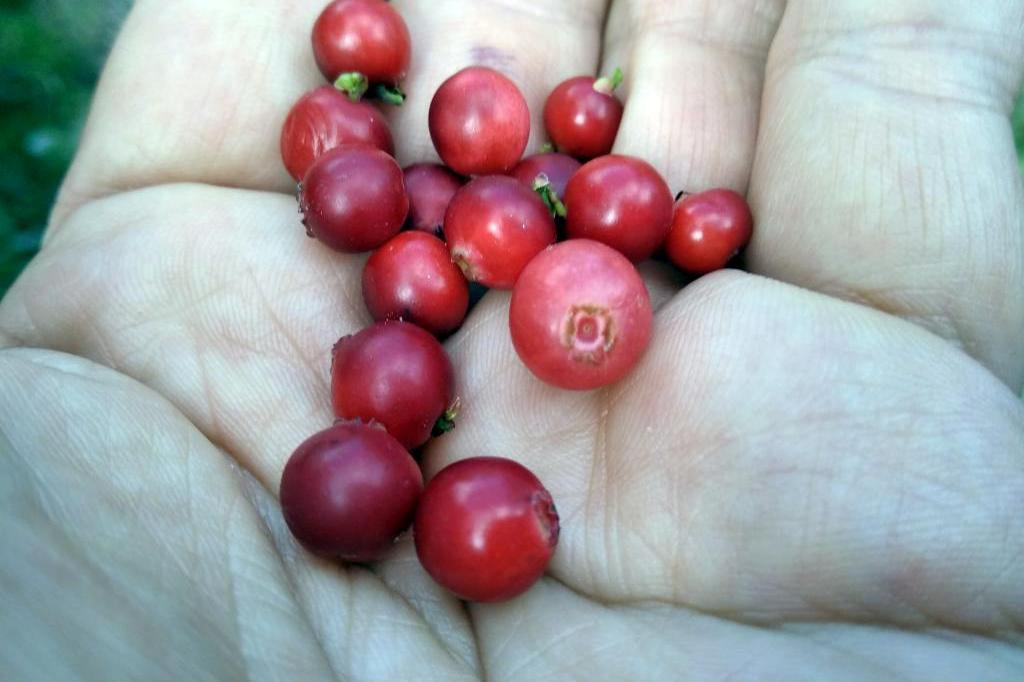 Synestezja Spring Espresso Blend Synestezja Spring Espresso Blend