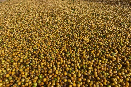 Brazylia Babilonia Lagoa Formosa Natural/Anaerobic Espresso Brazylia Babilonia Lagoa Formosa Natural/Anaerobic Espresso