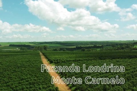 Brazylia Londrina Controlled Fermentation Brazylia Londrina Controlled Fermentation