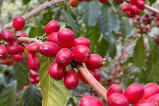 Etiopia Hambela Buku Hurufa Natural