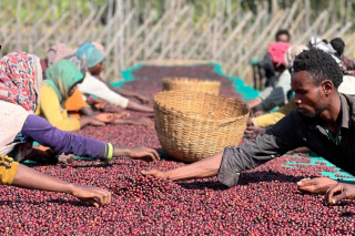 Etiopia Hambela Buku Hurufa Natural