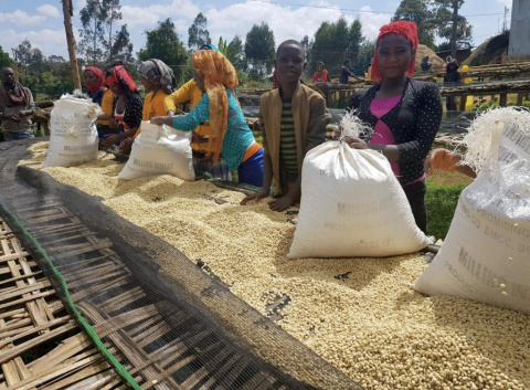 Etiopia Magarissa OMNI