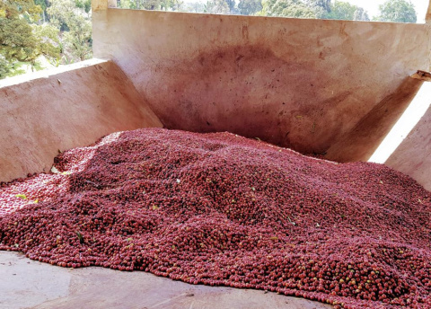 Etiopia Magarissa OMNI