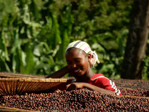 Etiopia Sidama Shanta Golba FW Etiopia Sidama Shanta Golba FW