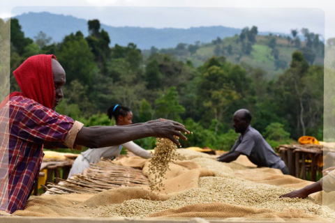 Etiopia Yirgacheffe KOKE Honey Gr. 1 Etiopia Yirgacheffe KOKE Honey Gr. 1