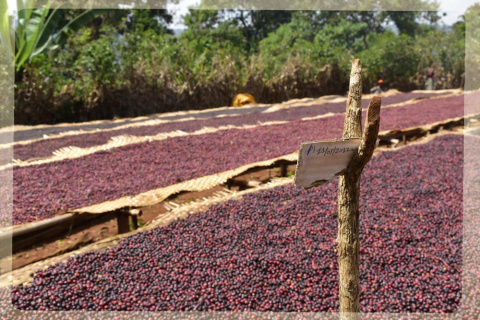 Etiopia Yirgacheffe KOKE Honey Gr. 1 Etiopia Yirgacheffe KOKE Honey Gr. 1