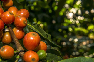 Gwatemala Finca MEDINA Yellow HONEY Espresso