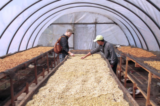 Indonezja JAVA Kerinci HONEY Espresso