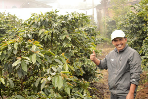 Indonezja JAVA Kerinci HONEY przelew Indonezja JAVA Kerinci HONEY przelew