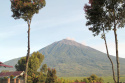 Indonezja Kerinci Barokah Bersama Natural