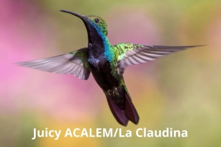 Juicy ACALEM/La Claudina