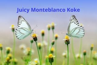 Juicy Monteblanco Koke