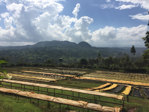 Kenia Nyeri Gatomboya Kenia Nyeri Gatomboya