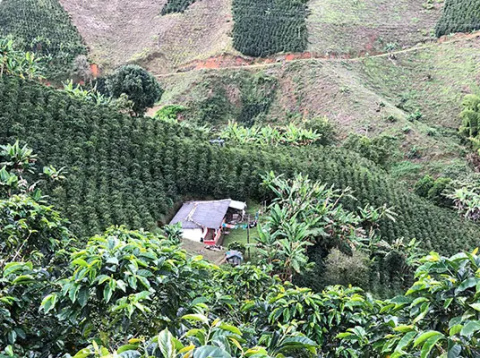 Kolumbia La Ricaurte Lychee Honey Kolumbia La Ricaurte Lychee Honey