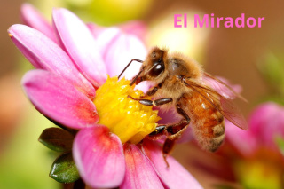 Kolumbia El Mirador Yellow Fruits Nectar