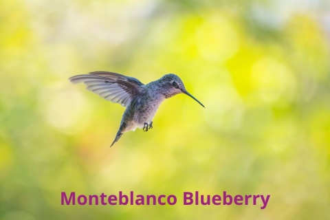 Kolumbia Monteblanco Caturra Bourbon Washed BLUEBERRY Kolumbia Monteblanco Caturra Bourbon Washed BLUEBERRY