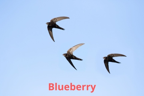 Kolumbia Monteblanco Caturra Bourbon Washed BLUEBERRY Kolumbia Monteblanco Caturra Bourbon Washed BLUEBERRY