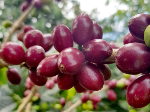 Kolumbia Monteblanco Caturra Bourbon Washed NECTAR CITRULLUS Kolumbia Monteblanco Caturra Bourbon Washed NECTAR CITRULLUS
