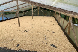 Kolumbia Villa de Don Juan Pacamara YEAST INOCULATED