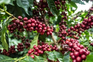 Nikaragua Finca Mozonte Java