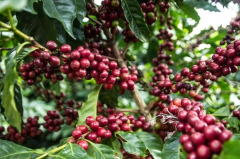Nikaragua Finca Mozonte Java
