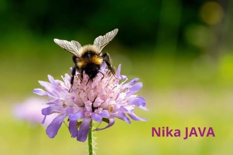 Nikaragua Finca Mozonte Java Nikaragua Finca Mozonte Java