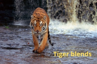 Tiger espresso set 2 x 500g