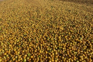 Brazylia Red Catuai Gil Carolino Boa Vista Omniroast