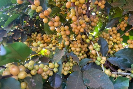 Brazylia Red Catuai Gil Carolino Boa Vista Omniroast