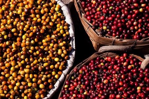 Brazylia Mantiqueira de Minas "Nutty Honey" Espresso