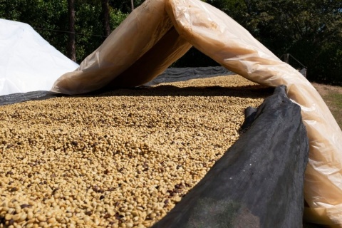 Brazylia Patricia Coelho Volcanic Fermentation Espresso