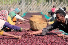 Etiopia Hambela Buku ABEL Natural