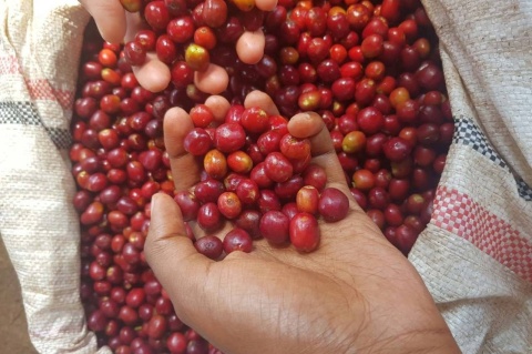 Etiopia Hambela Buku ABEL Natural