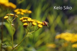 Etiopia Keloo Siko