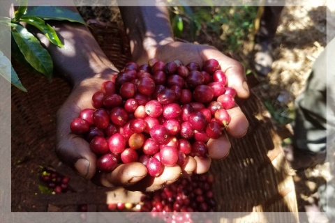 Etiopia Sidama Shantawene Gatta Natural