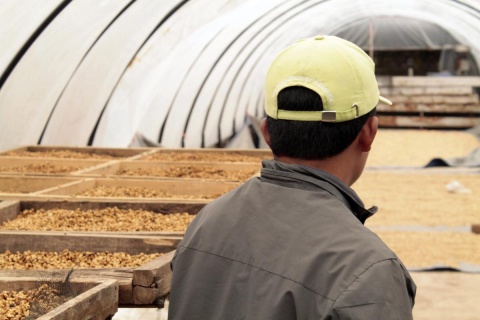 Indonezja SUMATRA Kerinci HONEY