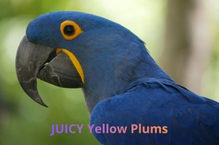 Juicy JUICY yellow plums