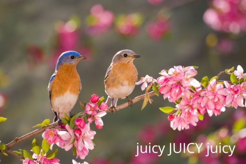 Juicy JUICY juicy