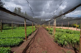 Kenia ENDEBESS Natural