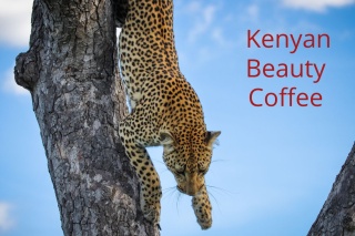 Kenia Kenyan Beauty Coffee