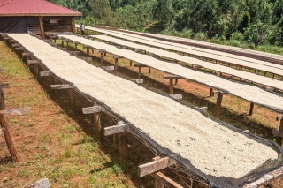 Kenia Kenyan Beauty Coffee II