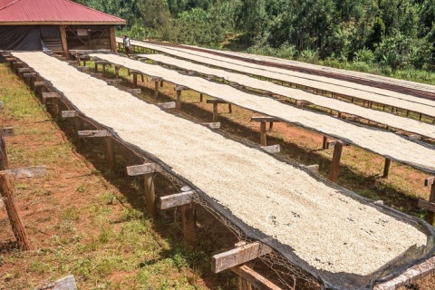 Kenia Kenyan Beauty Coffee II