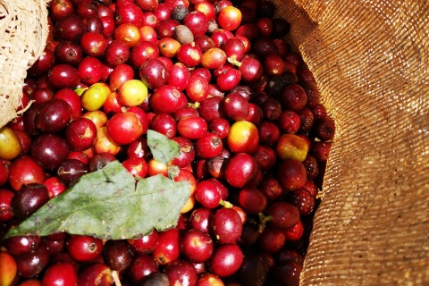 Kolumbia Antioquia La Claudina Espresso