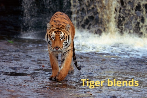 Tiger espresso SET