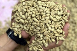 Meksyk Teocelo Finca SantOli Natural CoE